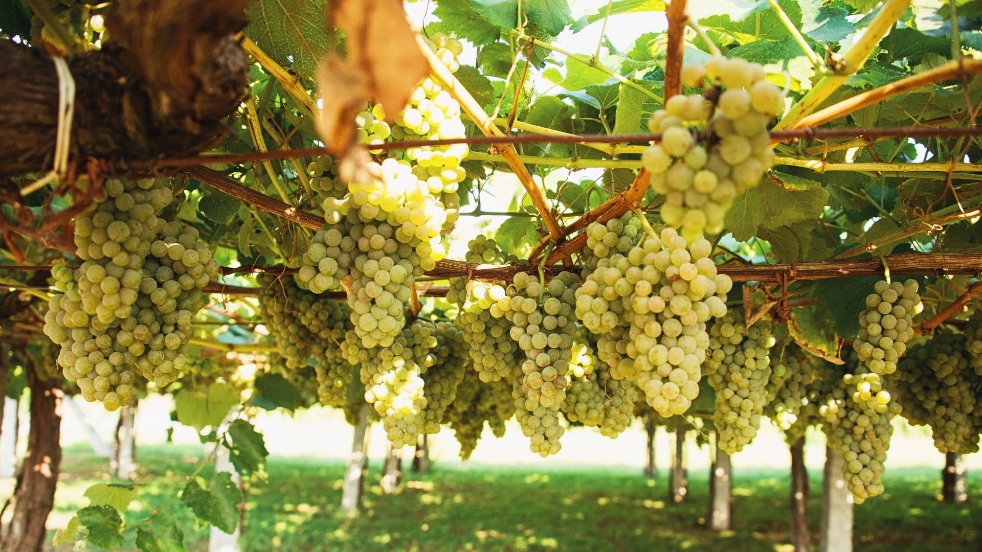 the albarino grape grows in vineyards along the northwest spanish coast