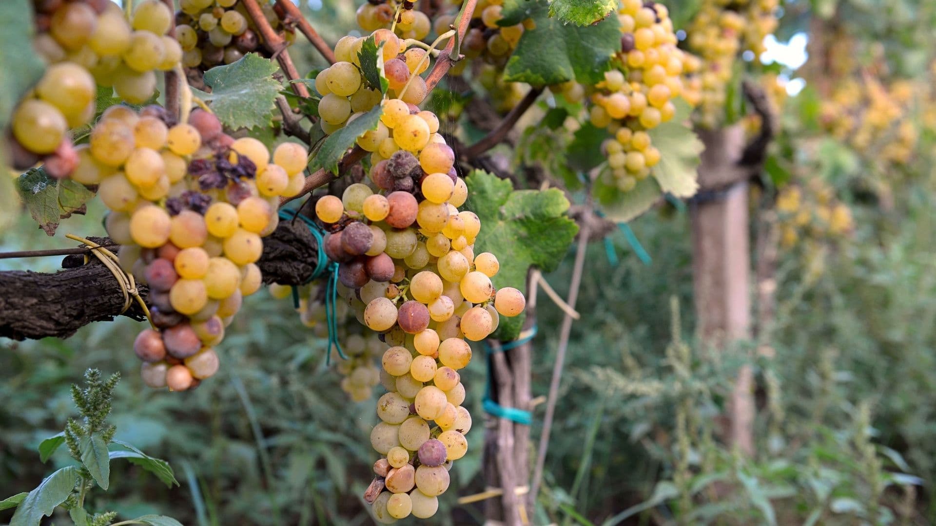 muscat growing in the rutherglen area of victoria in south australia