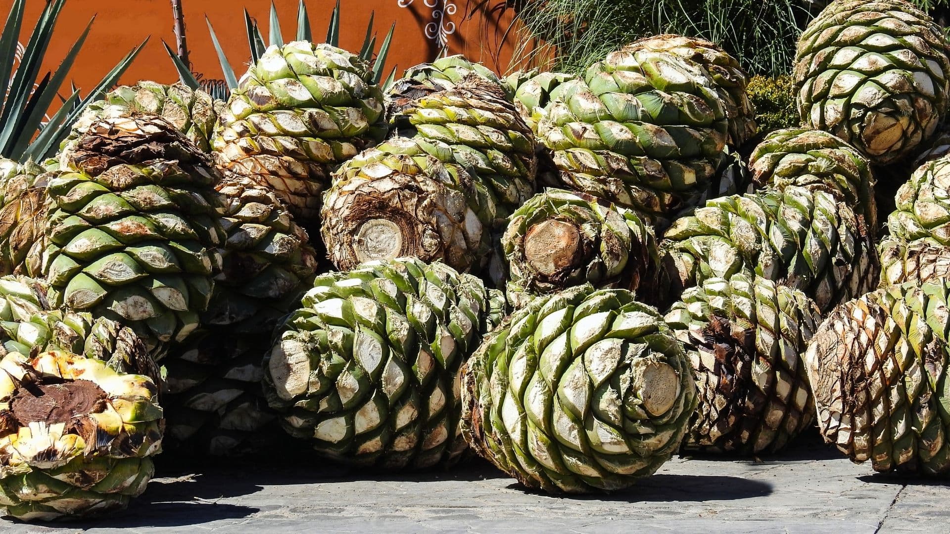 mezcal region agave pina trimmed for production of mezcal liquor
