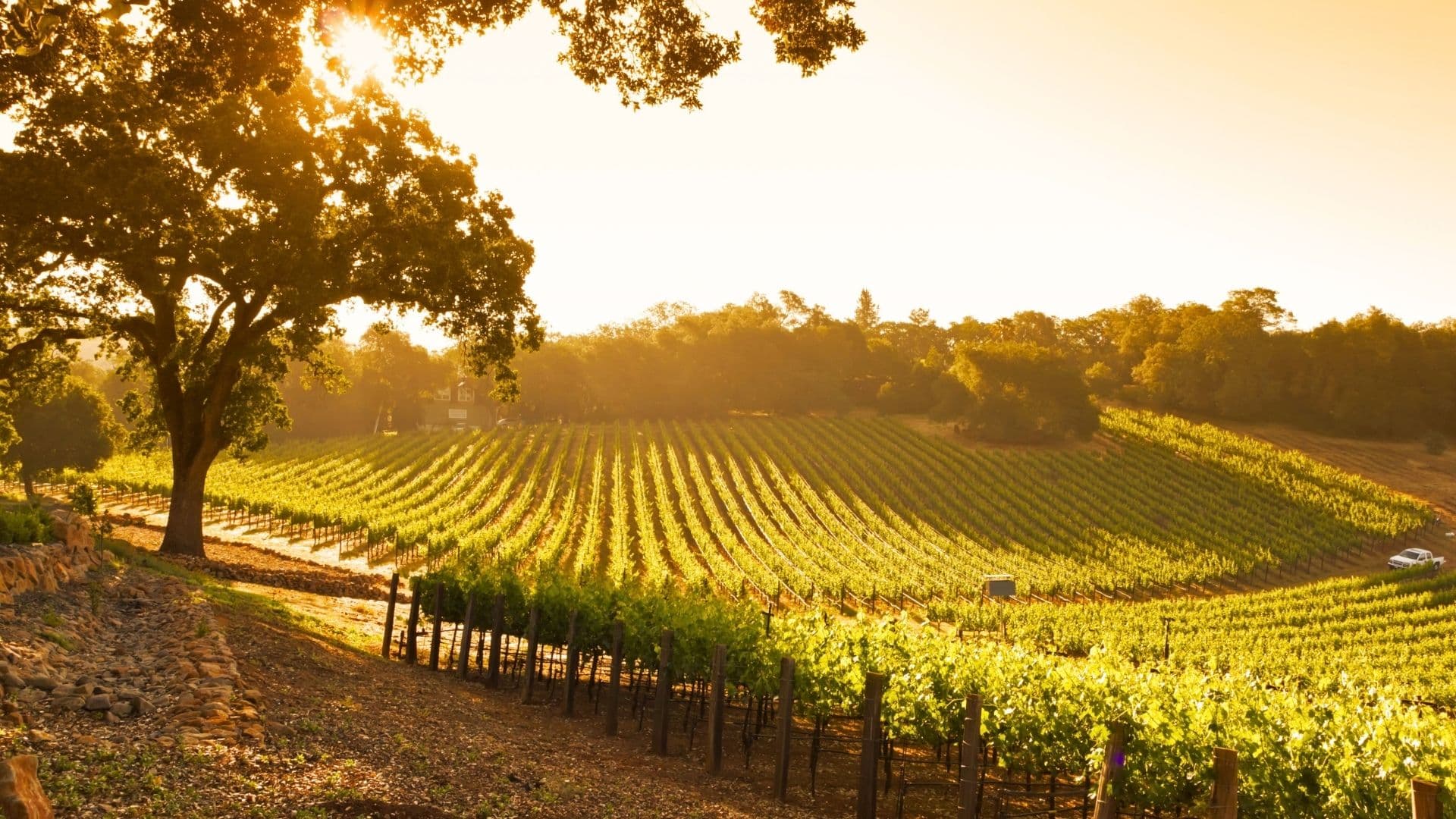 wine regions are under pressure from lower consumption rates jeopardizing vineyards