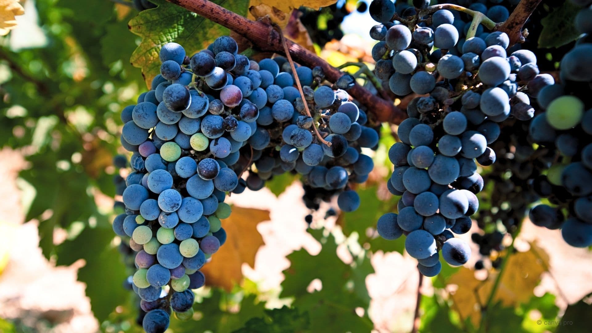 vitis vinifera grows in the california sunshine